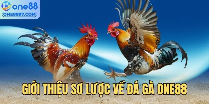 Giới thiệu sơ lược sân chơi chọi kê ONE88
