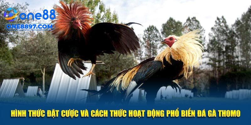 Các loại kèo cược đá gà Thomo tại ONE88