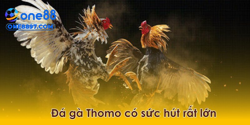 Đá gà Thomo cực kỳ hấp dẫn